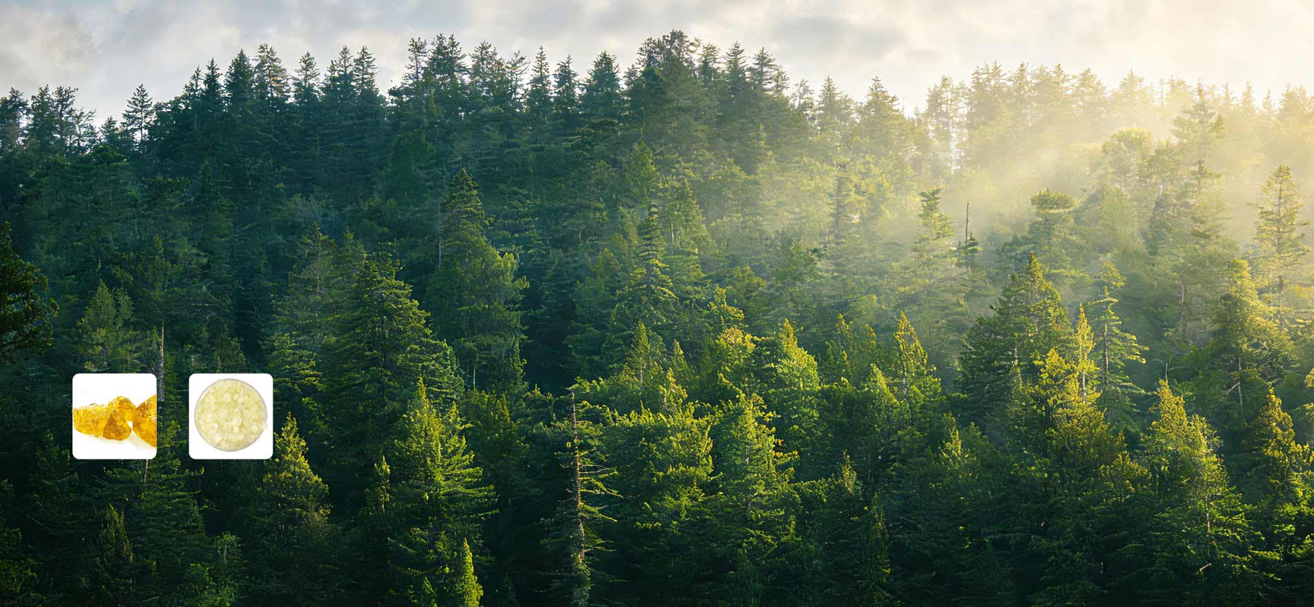 Ecopower Bio-Based Rosin Esters